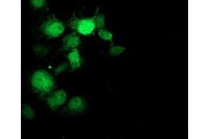 Immunofluorescence (IF) image for anti-Ganglioside-Induced Differentiation-Associated Protein 1-Like 1 (GDAP1L1) antibody (ABIN1498421) (GDAP1L1 抗体)