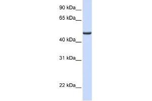 FDXR antibody used at 1 ug/ml to detect target protein. (Ferredoxin Reductase 抗体  (Middle Region))