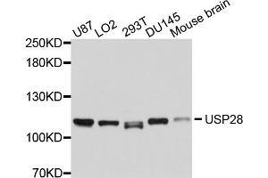 Western blot analysis of extracts of various cell lines, using USP28 antibody. (USP28 抗体)