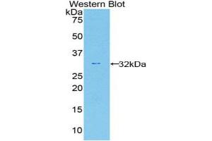 Western Blotting (WB) image for anti-Caspase 12 (Gene/pseudogene) (CASP12) (AA 1-244) antibody (ABIN1858237) (Caspase 12 抗体  (AA 1-244))