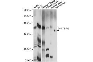 Western blot analysis of extracts of various cell lines, using PTPRG antibody (ABIN6293480) at 1:1000 dilution. (PTPRG 抗体)