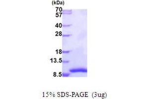 SDS-PAGE (SDS) image for General Transcription Factor IIH, Polypeptide 5 (GTF2H5) (AA 1-71) protein (His tag) (ABIN5853969) (GTF2H5 Protein (AA 1-71) (His tag))