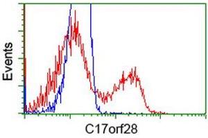 HEK293T cells transfected with either RC206740 overexpress plasmid (Red) or empty vector control plasmid (Blue) were immunostained by anti-C17orf28 antibody (ABIN2452860), and then analyzed by flow cytometry. (HID1/DMC1 抗体)