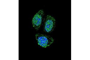Confocal immunofluorescent analysis of IL17B Antibody (Center) (ABIN655941 and ABIN2845330) with Hela cell followed by Alexa Fluor 488-conjugated goat anti-rabbit lgG (green). (IL17B 抗体  (AA 39-66))