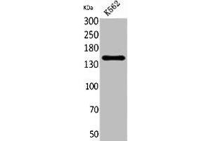 Western Blot analysis of K562 cells using RFC1 Polyclonal Antibody.