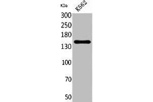 Western Blot analysis of K562 cells using RFC1 Polyclonal Antibody. (RFC1 抗体  (C-Term))