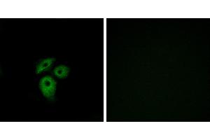 Peptide - +Immunofluorescence analysis of A549 cells, using CD234 antibody. (DARC 抗体  (Internal Region))