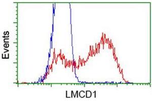 HEK293T cells transfected with either RC200062 overexpress plasmid (Red) or empty vector control plasmid (Blue) were immunostained by anti-LMCD1 antibody (ABIN2454491), and then analyzed by flow cytometry. (LMCD1 抗体)