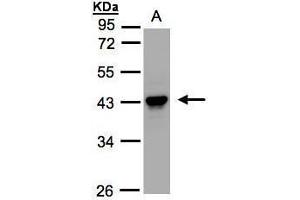 WB Image Sample(30 ug whole cell lysate) A:HeLa S3, 10% SDS PAGE antibody diluted at 1:1000 (SERPINB5 抗体  (Center))