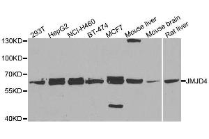 Western blot analysis of extracts of various cell lines, using JMJD4 antibody. (JMJD4 抗体  (AA 1-463))