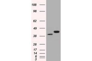 HEK293T cells were transfected with the pCMV6-ENTRY control (Left lane) or pCMV6-ENTRY BSG (Right lane) cDNA for 48 hrs and lysed. (CD147 抗体)