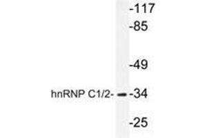 Western blot analysis of hnRNP C1/2 antibody in extracts from HuvEc cells. (HNRNPC 抗体)