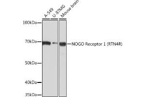 Western blot analysis of extracts of various cell lines, using NOGO Receptor 1 (RTN4R) Rabbit mAb (ABIN7269931) at 1:1000 dilution. (RTN4R 抗体)