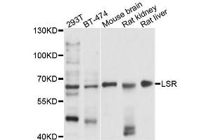 Western blot analysis of extracts of various cell lines, using LSR antibody (ABIN5996188) at 1/1000 dilution. (LSR 抗体)