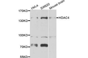 Western blot analysis of extracts of various cell lines, using HDAC4 antibody (ABIN5975864) at 1/1000 dilution. (HDAC4 抗体)