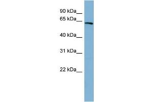 WB Suggested Anti-HNF1A Antibody Titration: 0. (HNF1A 抗体  (N-Term))