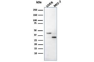 SDS-PAGE AnalysisPurified Cathepsin D Mouse Monoclonal Antibody (CTSD/2781).
