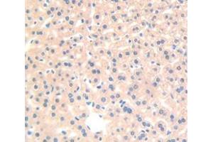 IHC-P analysis of Mouse Tissue, with DAB staining. (RBP4 抗体  (AA 63-245))