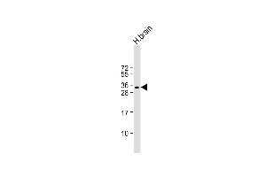 Anti-SOX15 Antibody (Center) at 1:1000 dilution + human brain lysate Lysates/proteins at 20 μg per lane. (SOX15 抗体  (AA 96-125))