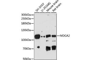 Western blot analysis of extracts of various cell lines, using MDG antibody (ABIN7268386) at 1:1000 dilution.