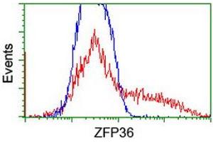 HEK293T cells transfected with either RC202049 overexpress plasmid (Red) or empty vector control plasmid (Blue) were immunostained by anti-ZFP36 antibody (ABIN2454205), and then analyzed by flow cytometry. (ZFP36 抗体)