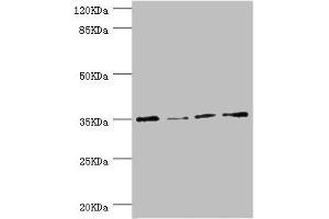 Western blot All lanes: NAPG antibody at 1. (NAPG 抗体  (AA 1-312))