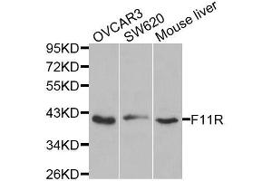 Western Blotting (WB) image for anti-F11 Receptor (F11R) (AA 30-238) antibody (ABIN3021823)