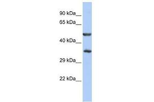 ZNF414 antibody used at 0. (ZNF414 抗体  (N-Term))