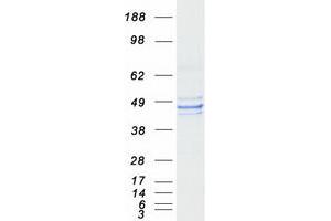 Validation with Western Blot