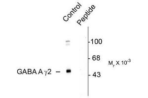 Image no. 1 for anti-gamma-aminobutyric Acid (GABA) A Receptor, gamma 2 (GABRG2) (pSer327) antibody (ABIN372642) (GABRG2 抗体  (pSer327))