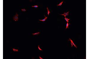 ABIN6276439 staining HepG2? (PARK7/DJ1 抗体  (C-Term))