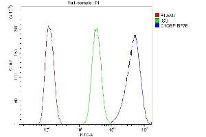 anti-Complement Component 1, Q Subcomponent Binding Protein (C1QBP) (AA 190-282) antibody