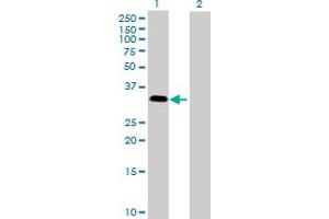 Western Blot analysis of MAPK15 expression in transfected 293T cell line by MAPK15 MaxPab polyclonal antibody. (MAPK15 抗体  (AA 1-277))