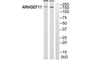 Western blot analysis of extracts from A549 cells and COLO 205 cells, using ARHGEF11 antibody.