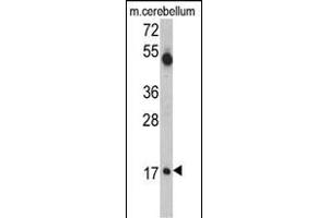 Western blot analysis of UBE2V1 Antibody (C-term) (ABIN388931 and ABIN2837878) in mouse cerebellum tissue lysates (35 μg/lane). (UBE2V1 抗体  (C-Term))