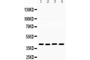 Western Blotting (WB) image for anti-MHC Class I Polypeptide-Related Sequence B (MICB) (AA 23-48), (N-Term) antibody (ABIN3042366) (MICB 抗体  (N-Term))