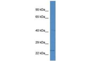 Image no. 1 for anti-Solute Carrier Family 10 (Sodium/bile Acid Cotransporter Family), Member 2 (SLC10A2) (AA 50-99) antibody (ABIN6746226) (SLC10A2 抗体  (AA 50-99))