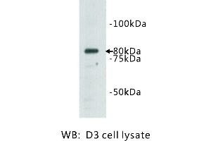 Image no. 1 for anti-Transmembrane Protein 132B (TMEM132B) antibody (ABIN1112939) (TMEM132B 抗体)