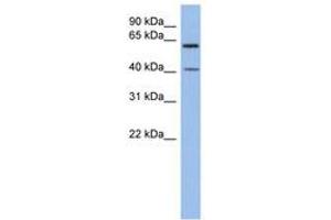 Image no. 1 for anti-beta 1,3-Galactosyltransferase-Like (B3GALTL) (C-Term) antibody (ABIN6743519) (B3GALTL 抗体  (C-Term))