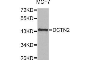 Western blot analysis of extracts of MCF7 cell line, using DCTN2 antibody. (Dynamitin 抗体)