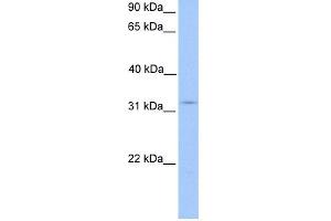 WB Suggested Anti-KCTD21 Antibody Titration: 0. (KCTD21 抗体  (N-Term))