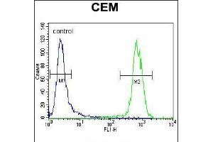 Flow cytometric analysis of CEM cells (right histogram) compared to a negative control cell (left histogram). (PON1 抗体  (AA 118-145))