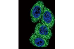 Immunofluorescence (IF) image for anti-Cytochrome P450, Family 4, Subfamily B, Polypeptide 1 (CYP4B1) antibody (ABIN3003851)