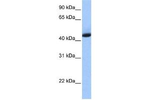 WB Suggested Anti-KHDRBS1 Antibody Titration: 0. (KHDRBS1 抗体  (N-Term))