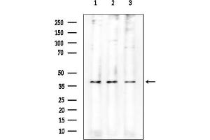 Western blot analysis of lysates from various samples, using Connexin 43 / GJA1 Mouse Monoclonal Antibody.