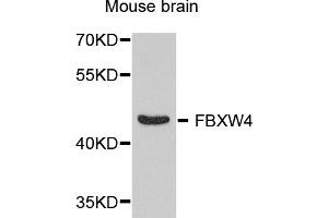 Western blot analysis of extracts of mouse brain, using FBXW4 antibody (ABIN5974651) at 1/1000 dilution. (FBXW4 抗体)