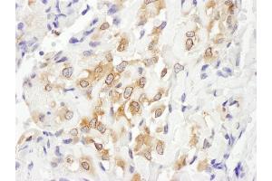 anti-Septin 7 (SEPT7) (AA 387-437) antibody