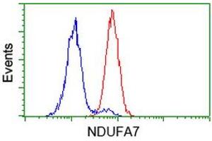 Image no. 2 for anti-NADH Dehydrogenase (Ubiquinone) 1 alpha Subcomplex, 7, 14.5kDa (NDUFA7) antibody (ABIN1499657) (NDUFA7 抗体)