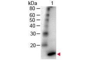 Western Blot of Rabbit Anti - IL-4 Antibody Peroxidase Conjugated Lane 1: Human IL-4 Load: 50 ng per lane Secondary antibody: IL-4 Antibody Peroxidase Conjugated at 1:1,000 for 60 min at RT Block: ABIN925618 for 30 min RT Predicted/Observed size: 18 kDa, 18 kDa (IL-4 抗体  (HRP))