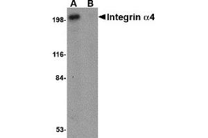 Western Blotting (WB) image for anti-Integrin alpha 4 (ITGA4) (C-Term) antibody (ABIN1030440) (ITGA4 抗体  (C-Term))